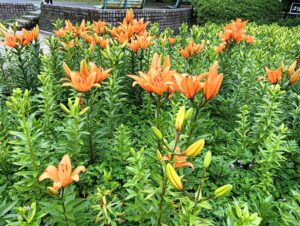 ユリの花